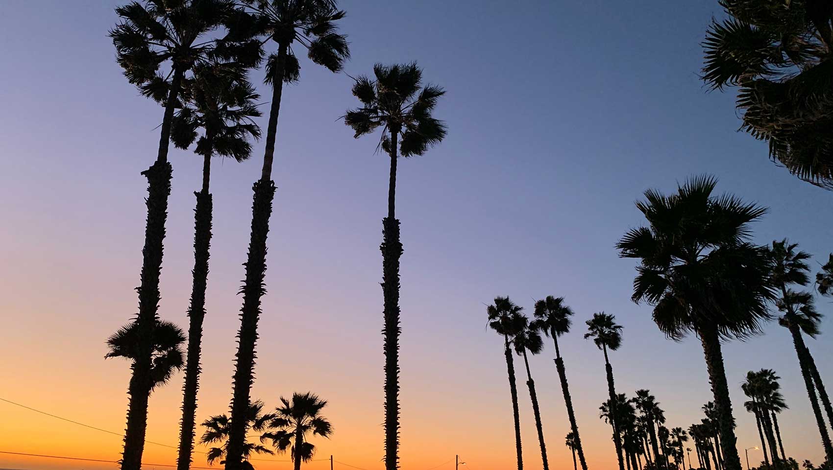 palm trees against sunset sky