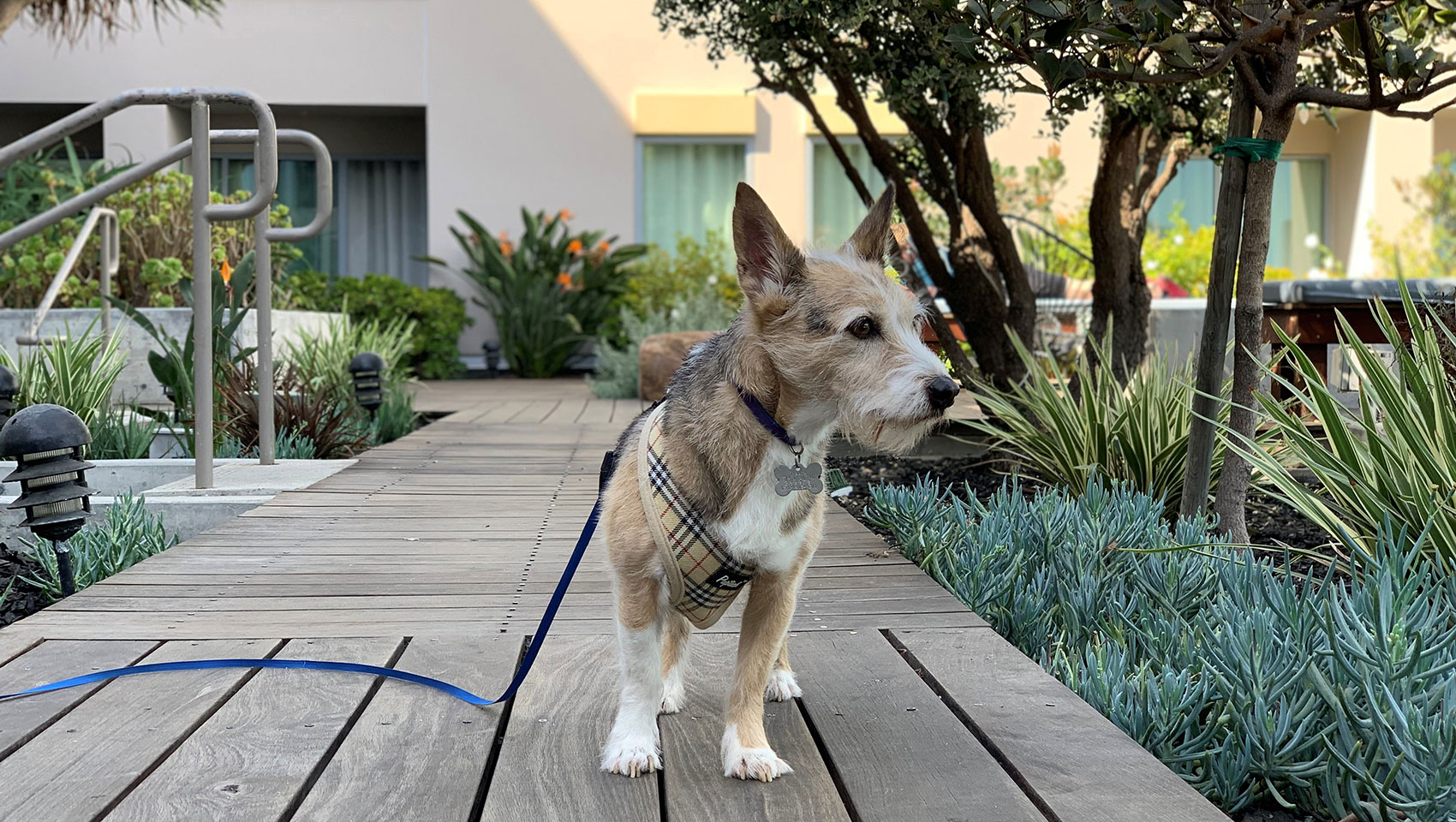 Pet Friendly at Kimpton Shorebreak Resort