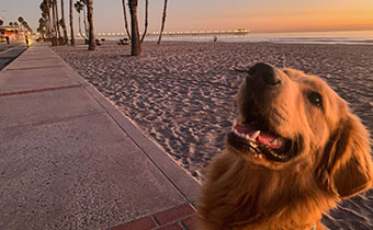 dog at the beach