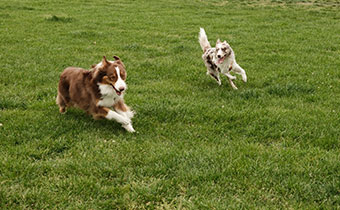 dogs at the park