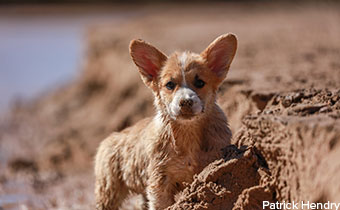 Corgi in sand