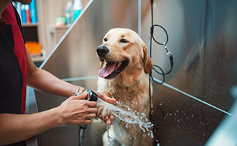 dog at the grooming salon